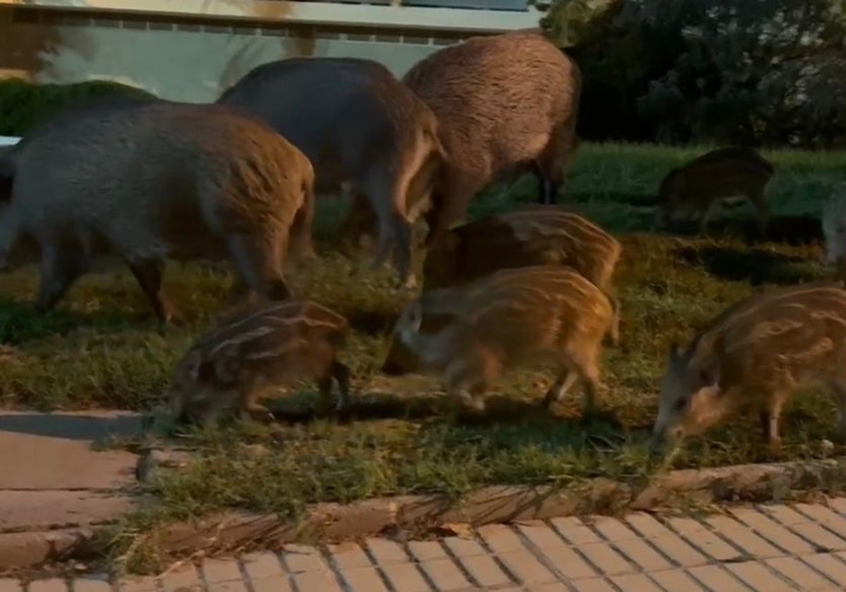 Los jabalies comiendo cerca de las viviendas.