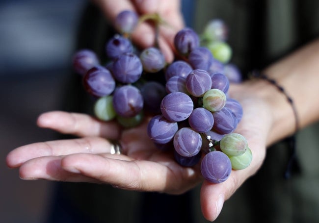 Uva melonera, con su característico color morado intenso y piel rayada.