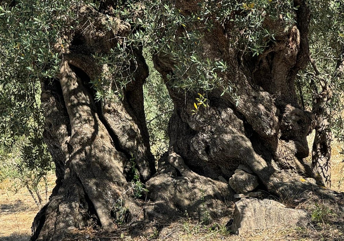 Imagen de uno de los olivos milenarios de Periana.