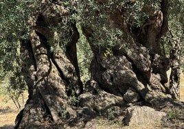 Imagen de uno de los olivos milenarios de Periana.