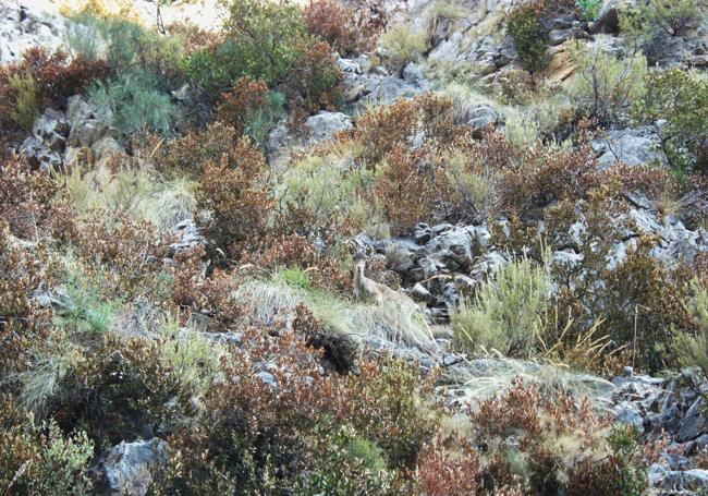 Un ejemplar de cabra montés pasa casi desapercibida