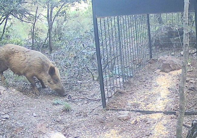 Un ejemplar híbrido se acerca a un capturadero dispuesto en un paraje malagueño.