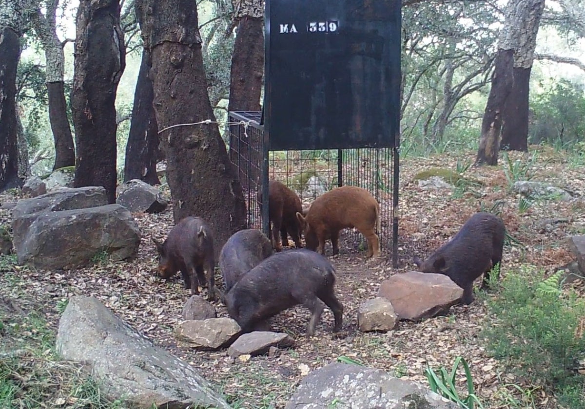 Capturaderos de jabalíes en plena naturaleza, en la provincia de Málaga.