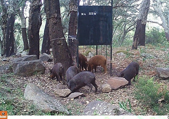 Capturaderos de jabalíes en plena naturaleza, en la provincia de Málaga.