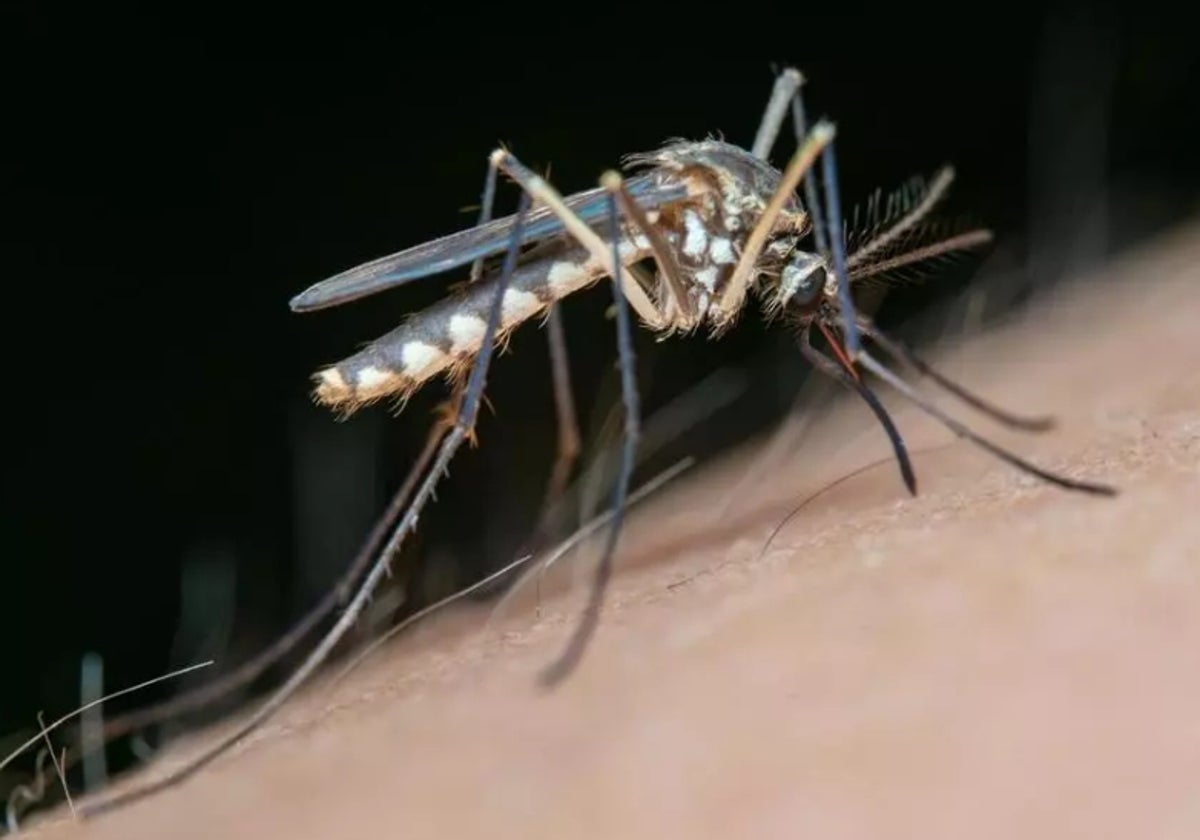 Mosquito que trasmite el virus del Nilo.