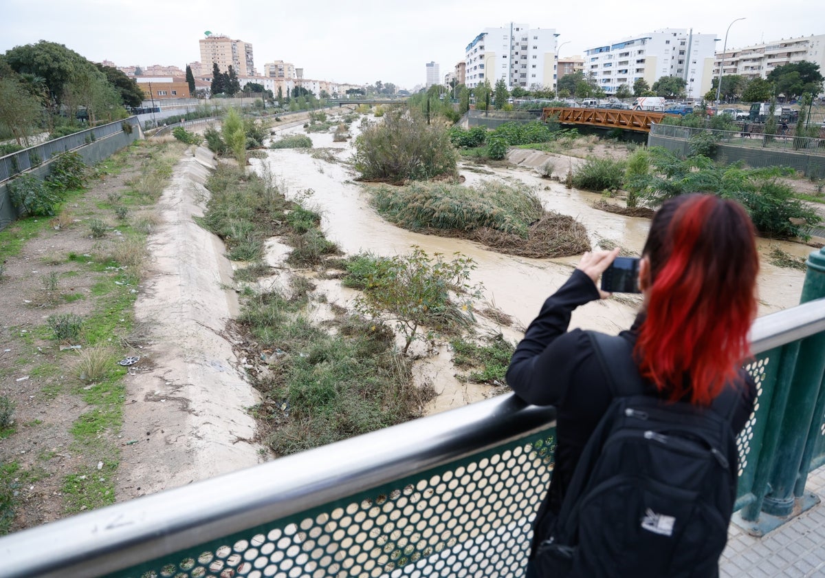 El desembalse del Limonero arrastra a una piara de jabalíes