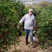 Imagen - «Hay que retirar el barro, sobre todo alrededor del tronco, porque si no, la arboleda se perderá»