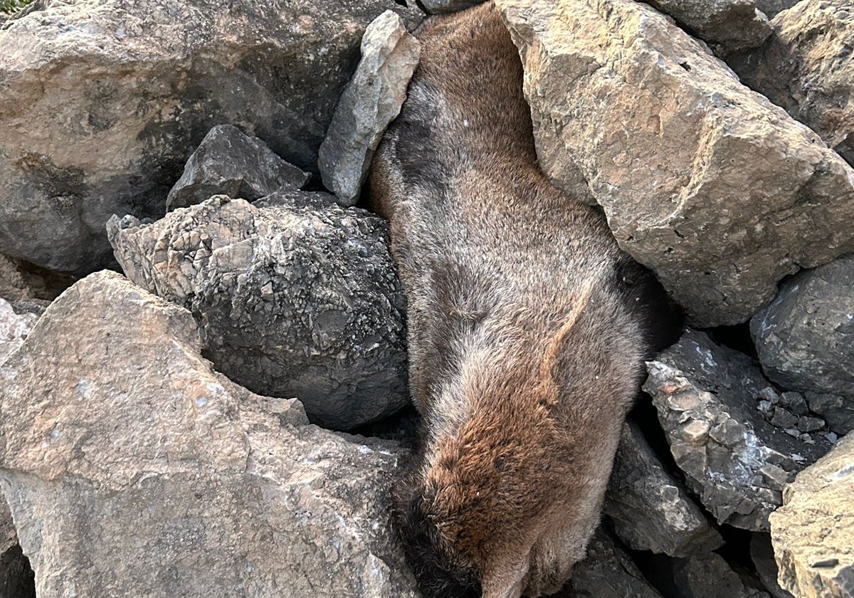 Hallan un ejemplar macho de cabra montés decapitado en el paraje de Maro-Cerro Gordo