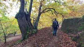 El sendero se adentra en un espeso castañar