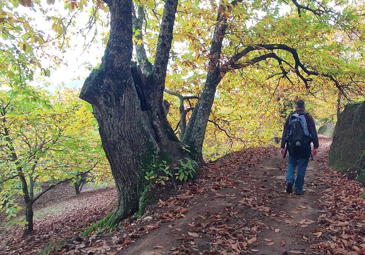 El sendero se adentra en un espeso castañar