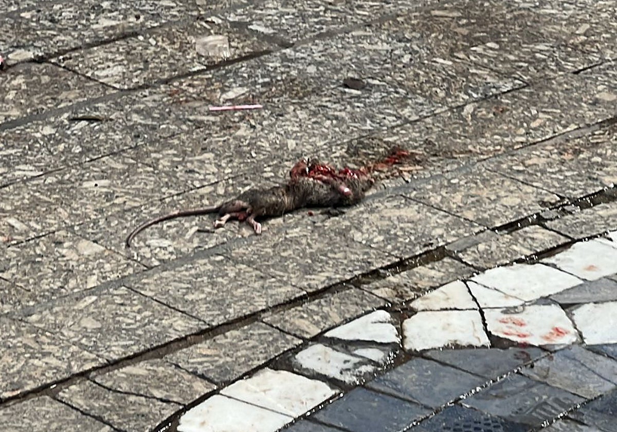 COSAS DE LA CIUDAD: La Dana deja al centro tocado: ratas muertas y ...