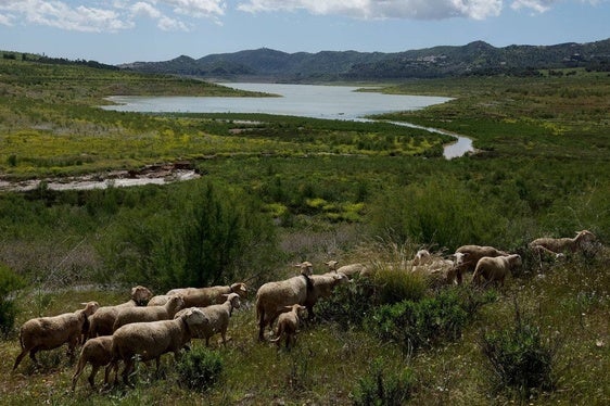 Estado de los embalses en Andalucía el viernes, 22 de noviembre de 2024