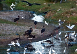 Diferentes especies de aves en el río Grande.