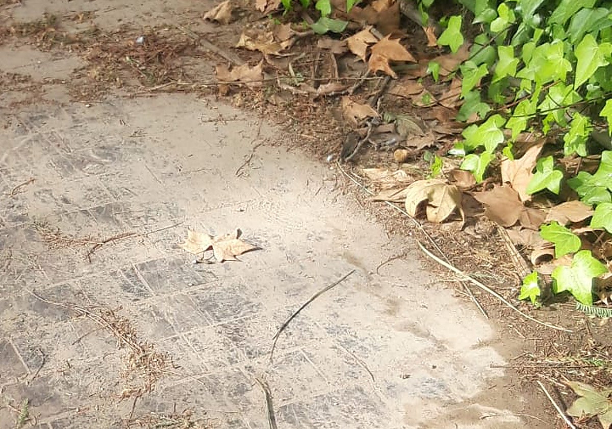 Suciedad en los aledaños del Paseo de los Curas.