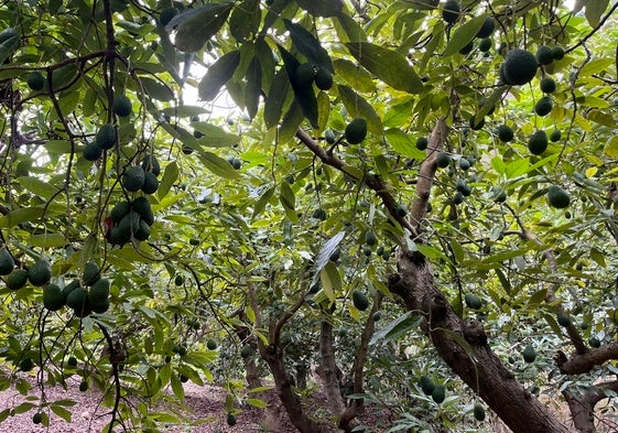 Imagen de una finca de aguacates en la Axarquía.