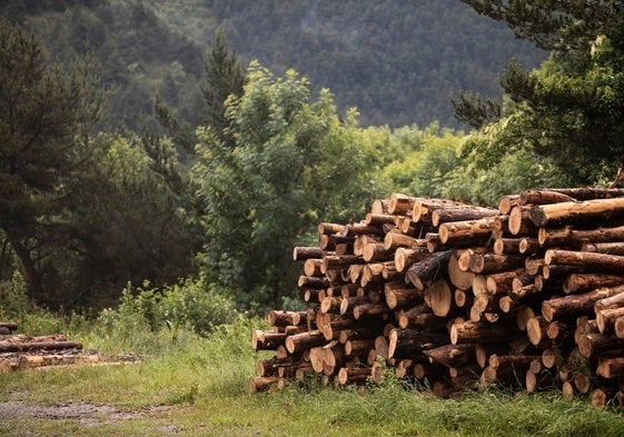 Las nuevas licitaciones buscan potenciar el uso de la madera y las plantas aromáticas.