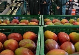 Mercadona incrementa la compra de mango malagueño en un 65%