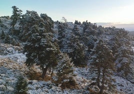 Nieve en La Maroma, en la alta Axarquía.