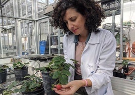 La investigadora Victoria Sánchez-Vera, en su laboratorio donde estudia la vida de las fresas.