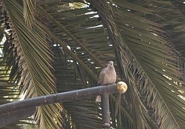 Una paloma, en una imagen de archivo