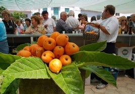 Día del Níspero de Sayalonga.