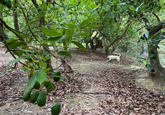 Imagen de una finca de aguacates en la Axarquía.