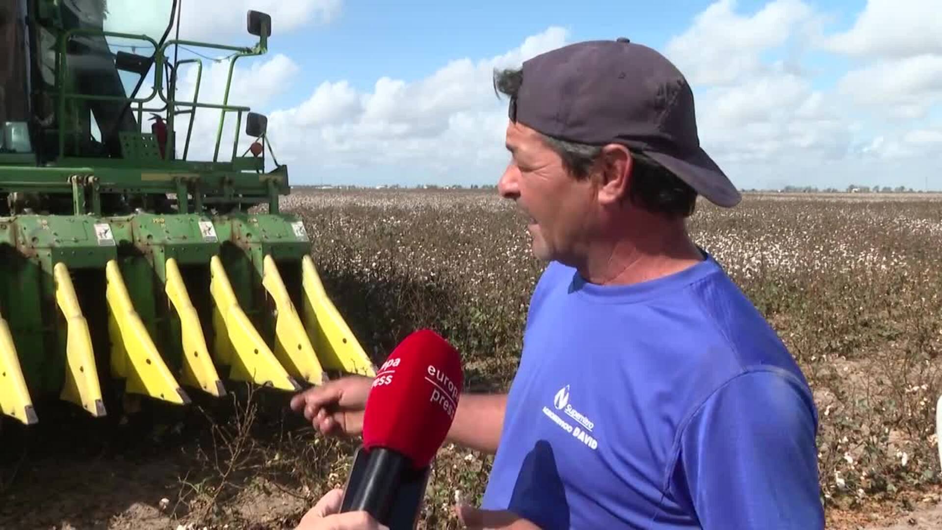 Andalucía prevé una producción de más de 135.700 toneladas de algodón en la próxima campaña