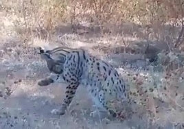 Captura de imagen del vídeo de un lince ibérico presuntamente grabado entre Faraján y Júzcar.