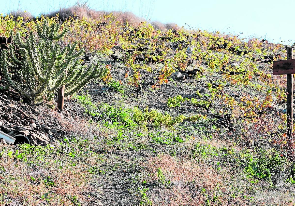 Viñedos que miran al oeste en la comarca malagueña de la Axarquía.