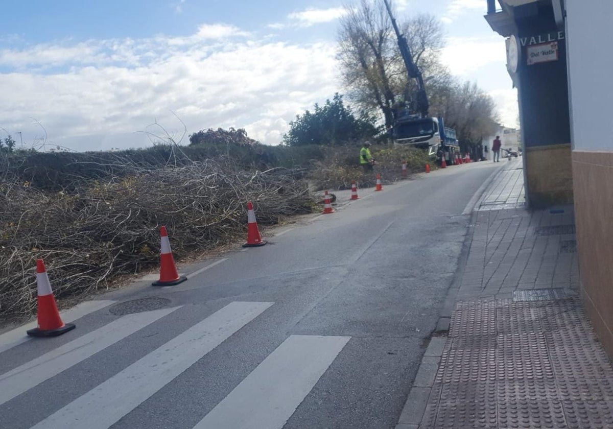 Imagen de algunos de los árboles talados en la zona.