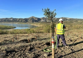 Trabajos de reforestación en el entorno del embalse viñolero.