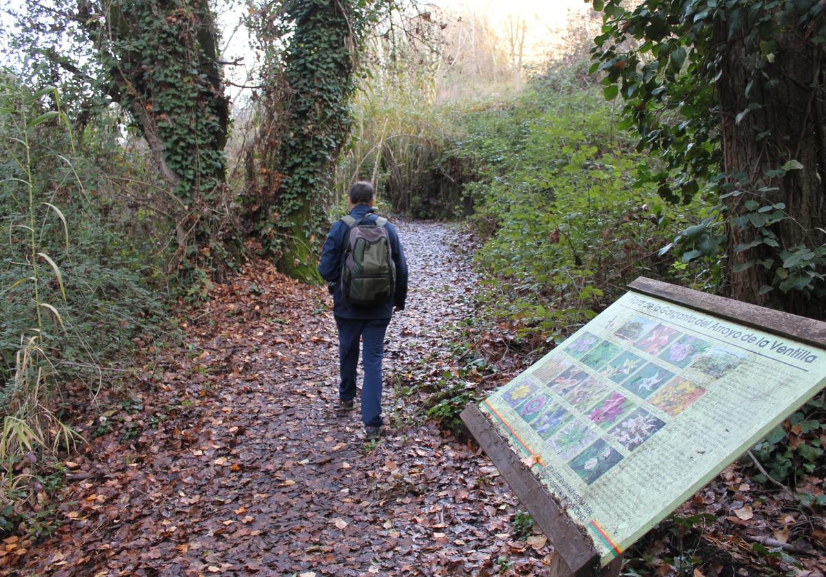 Bosque del arroyo de la Ventilla.