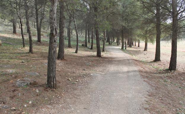 Vista de Los Alcornocales, en territorio de Cortes de la frontera.