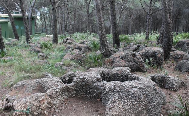 Bosque de la Fuente del Acebuche.