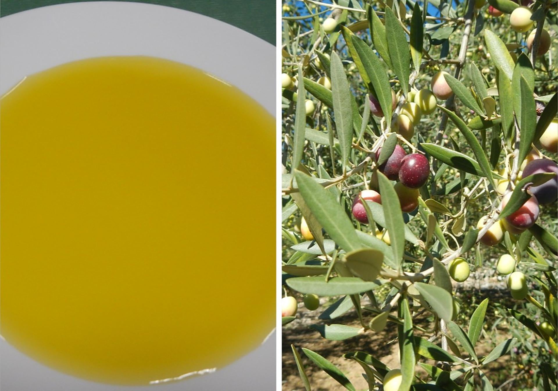 De la hojiblanca a la nevadillo: Una guía para no perderse con las  variedades con las que se hacen aceites en Málaga | Diario Sur