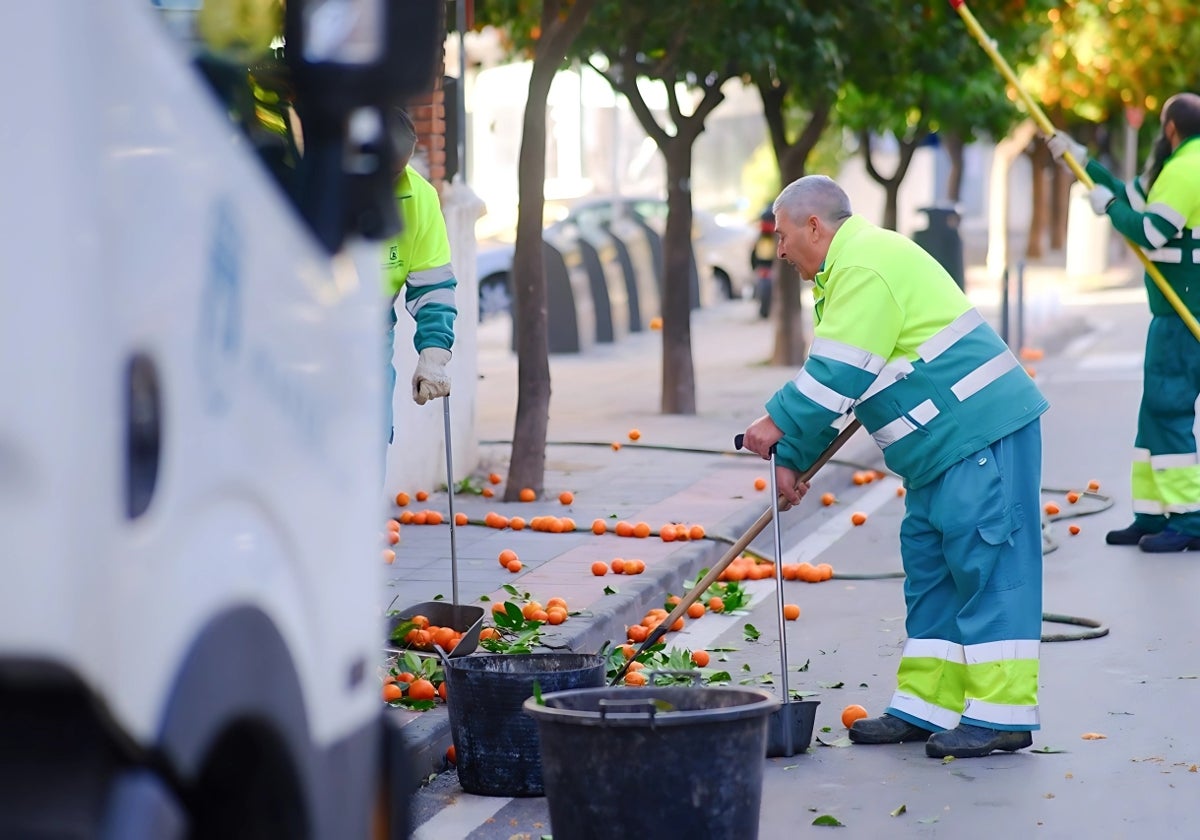 Un operario municipal retira las naranjas dentro del plan que desarrolla el Ayuntamiento.