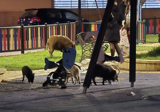 Jabalíes en un parque infantil en Fuengirola.