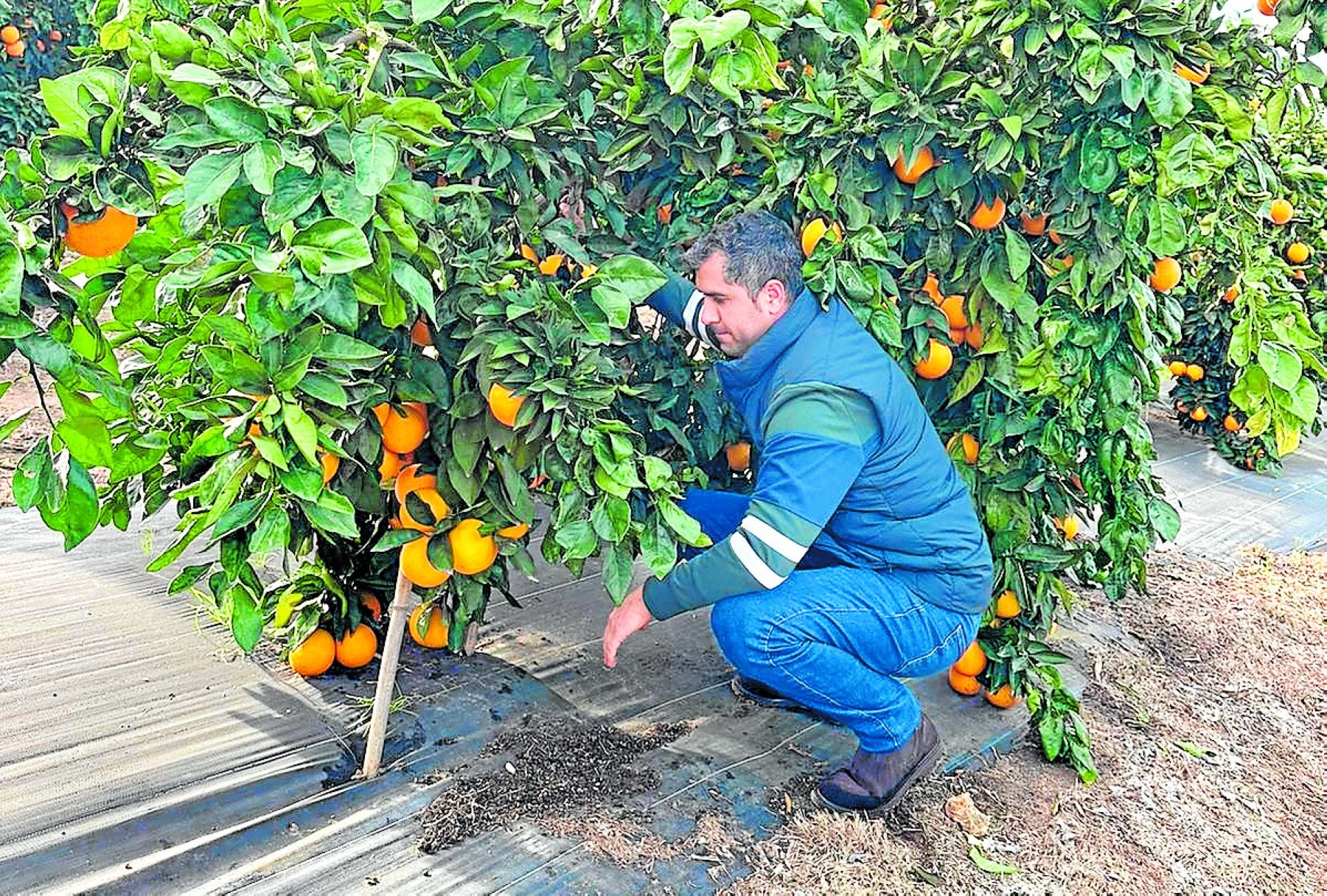 Pedro Muñoz, un joven agricultor sevillano, ejemplo de relevo en el campo , en su explotación de cítricos.