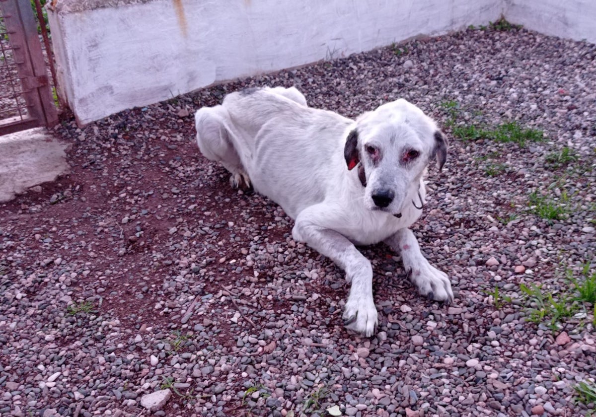 Estado en el que se encontraba el perro tras ser rescatado.