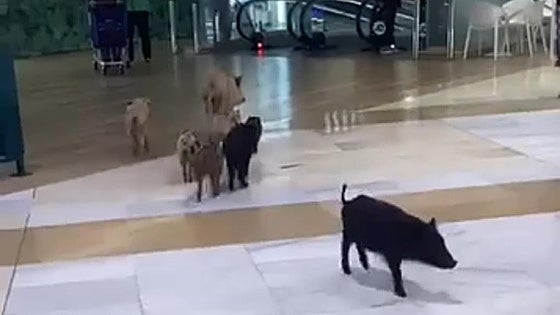 Jabalíes se cuelan dentro del Centro Comercial Miramar de Fuengirola
