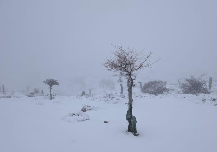 Puerto de los Ventisqueros, a unos 1.600 metros, en la Sierra de las Nieves.