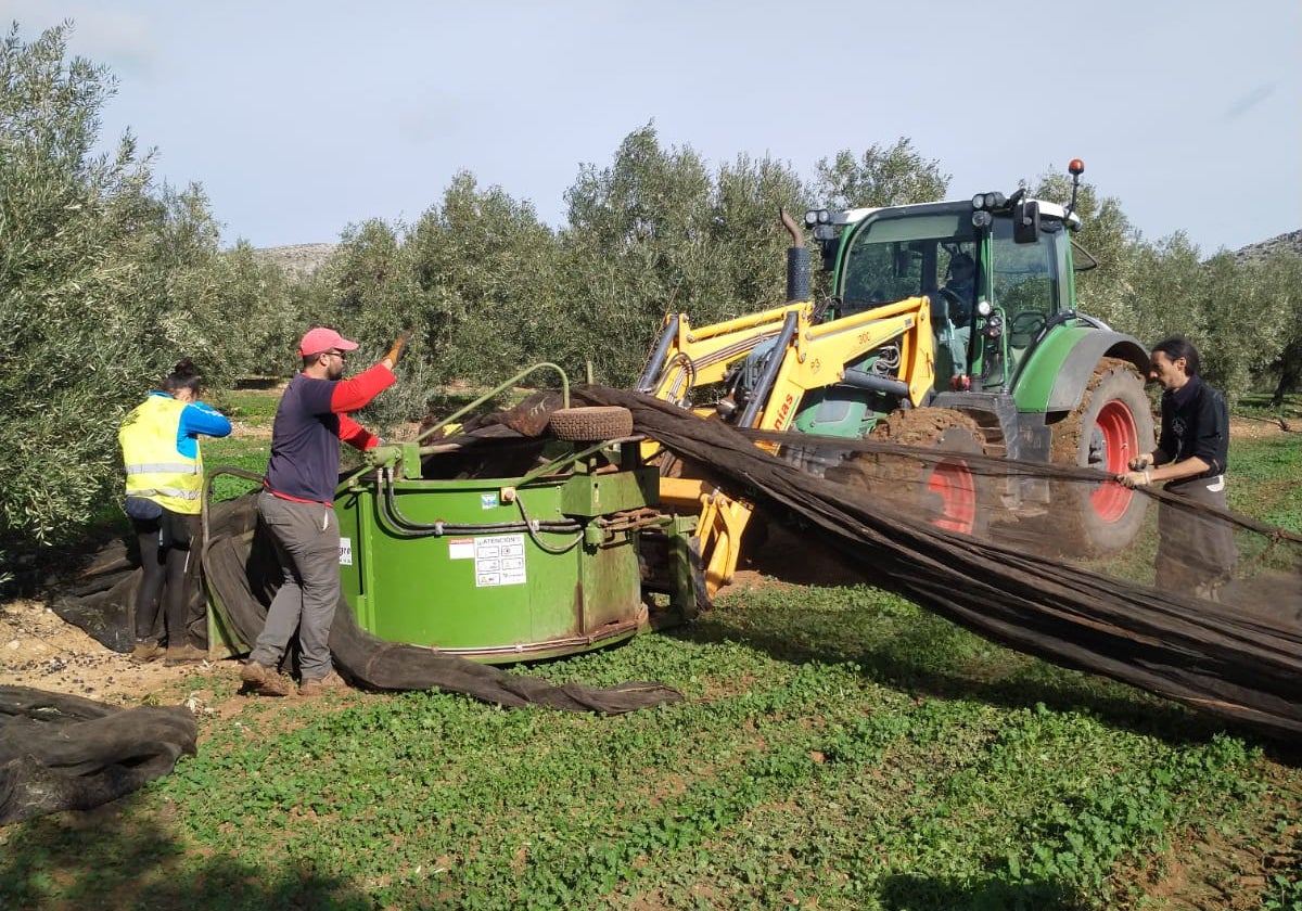 Trabajadores en la recogida de la aceituna.