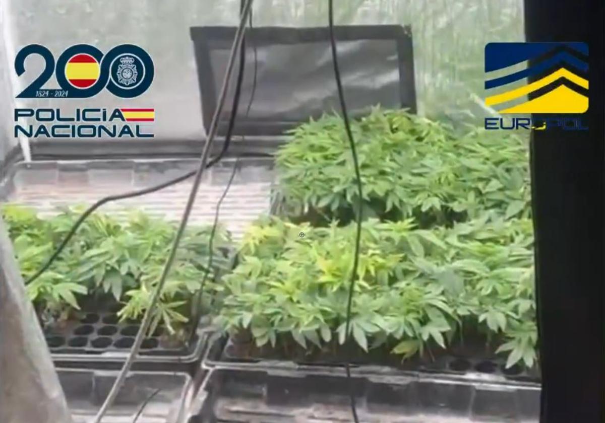 Cae una red que tenía una plantación de marihuana de 1.000 metros cuadrados bajo tierra en Málaga