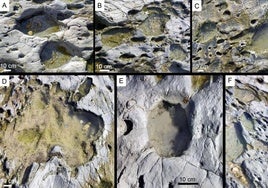 Encuentran en una playa de Tarifa huellas con más de 778.000 años de grandes mamíferos