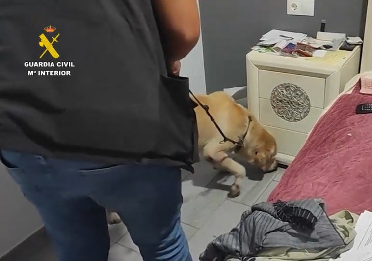 Imagen de un perro de la Guardia Civil, en uno de los registros.