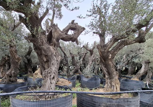 Terrenos tras ser desbrozados y olivos, en maceta, listos para ser plantados.