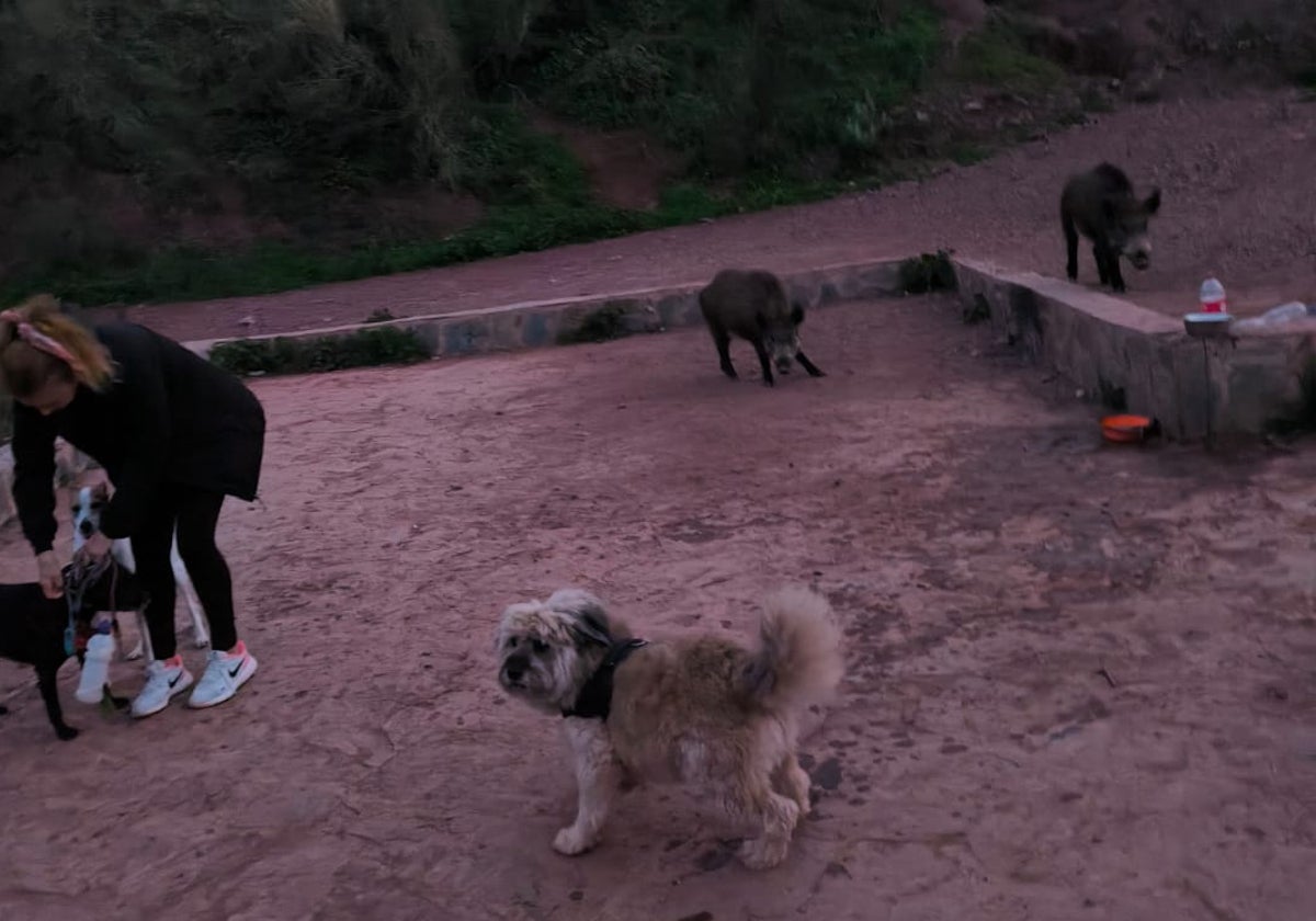 Los jabalíes conviven con las mascotas en la zona de La Virreina.