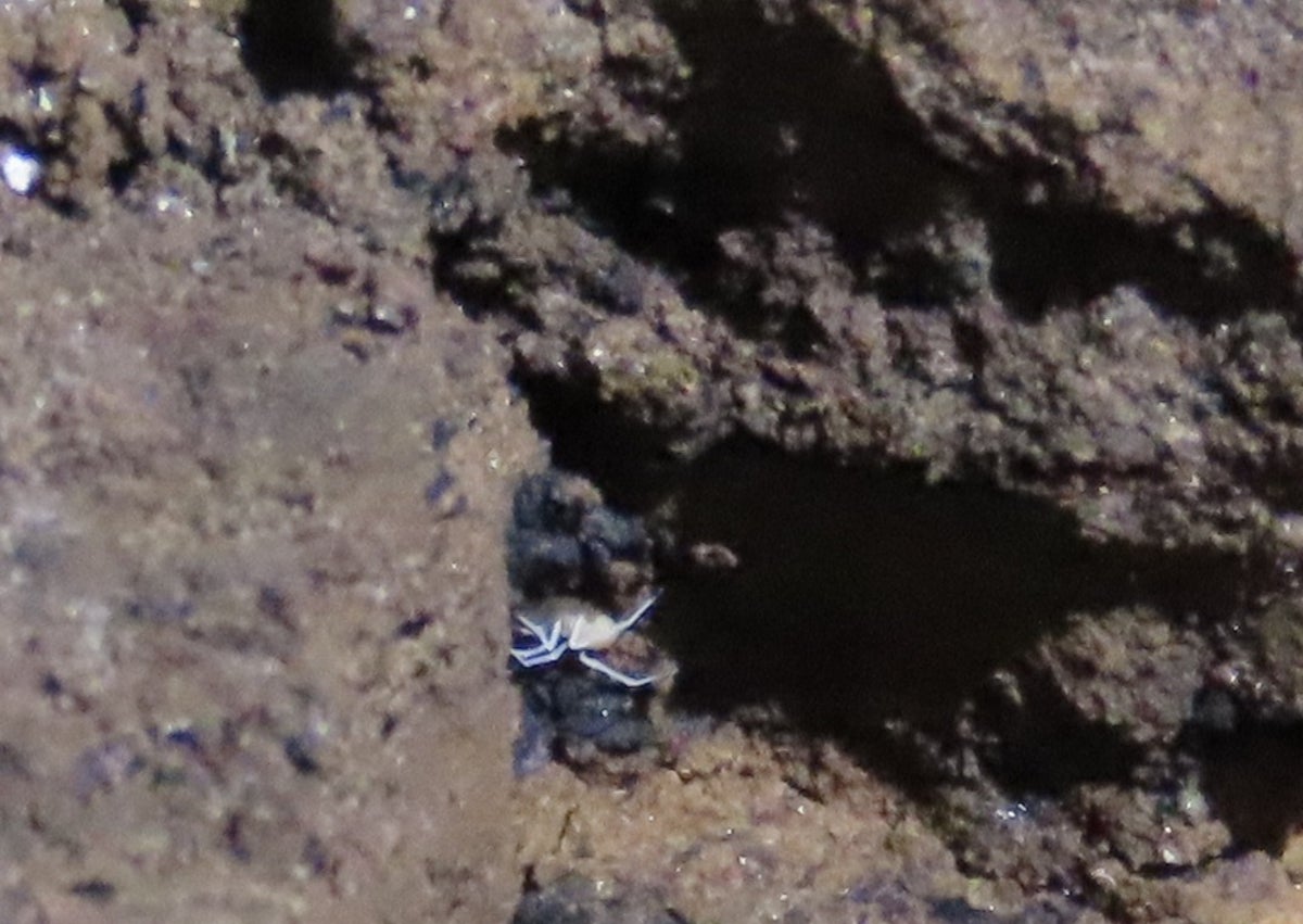 Imagen secundaria 1 - Arriba, los investigadores, en pleno trabajo de búsqueda y catalogación del diminuto animal, y debajo a la izquierda y a la derecha, sendas imágenes del nuevo arácnido descubierto en la Cueva de Nerja.