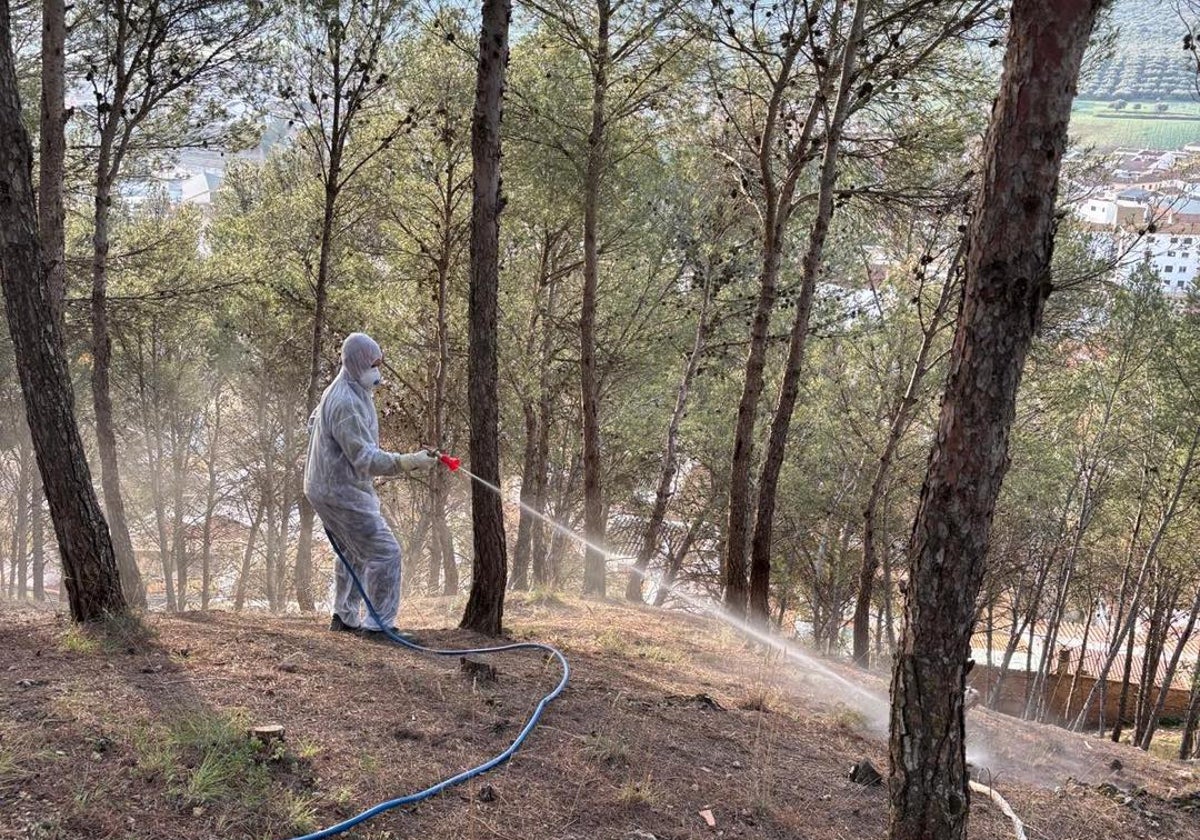 Villanueva del Trabuco refuerza las tareas de fumigación ante la llegada prematura de procesionaria