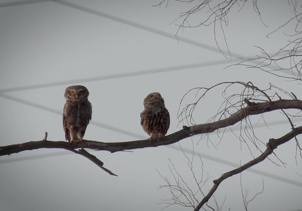 Una pareja de mochuelos en una zona de Teatinos.